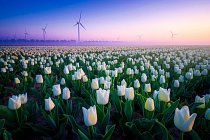 Existuje několik verzí, jak se tulipán doputoval až do Evropy. Nizozemci si ale tulipány nesmírně oblíbili a v letech 1634 až 1637 ovládla Nizozemsko dokonce „tulipánománie“.