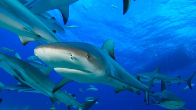 VIDEO: Uprostřed hejna 100 nebezpečných žraloků