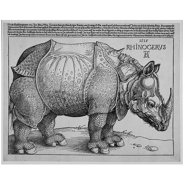 Rhinocerus