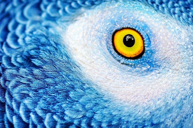 Papoušci mají velmi dobrý zrak. Vnímají 150 jednotlivých obrazů za vteřinu, zatímco člověk jen 16. Díky boční poloze očí na hlavě mají široký výhled a včas vidí i nepřátelé, kteří se k nim blíží zezadu.
