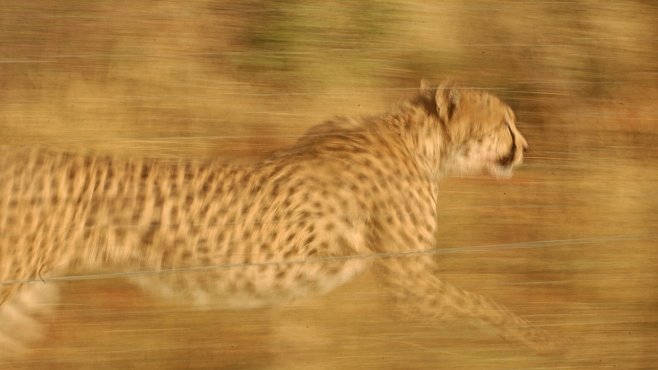 Proč jsou gepardi nejrychlejší suchozemská zvířata na světě? Už to (částečně) víme