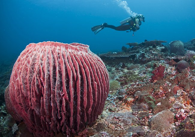 Mořský živočich Xestospongia muta - připomíná barel a patří k největším svého druhu. Do hloubky měří 10 metrů a nad zemí má 60 až 180 centimetrů. 