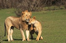 Odpočívající lvi si mezi sebou vzájemně projevují náklonnost, hladí se, čistí si srst a drbou se. Když ale dojde na jídlo, je tu každý sám za sebe.