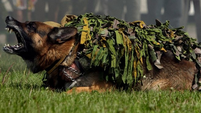 Zvířata v armádě: ani dnes to bez nich nejde. Vždyť i Usámu pomohl uhnat pes