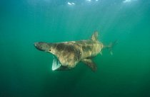 Cape Cod, Massachusetts: Žralok veliký