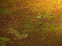 Kombinace dobrého zabarvení a ještě lepšího úkrytu je sázka na jistotu (žába Rana catesbeiana)