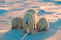 Samice ledních medvědů rodí obvykle 2 mláďata v jednom vrhu. Stěny brlohu, kde mláďata zpočátku schovává,  zledovatí díky teplému dechu medvědice, takže uvnitř je docela teplo - až 18 °C. 