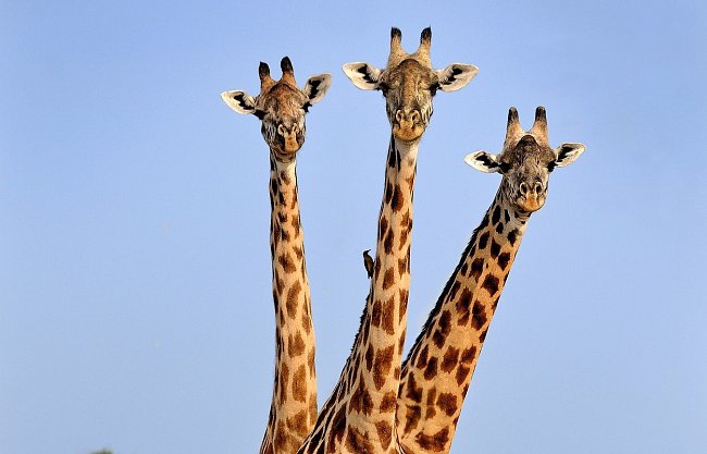 Žirafy žijí ve smíšených skupinách v počtu 20 až 50 jedinců. Výjimkou nejsou ani ty z Národního parku South Luangwa v Zambii.