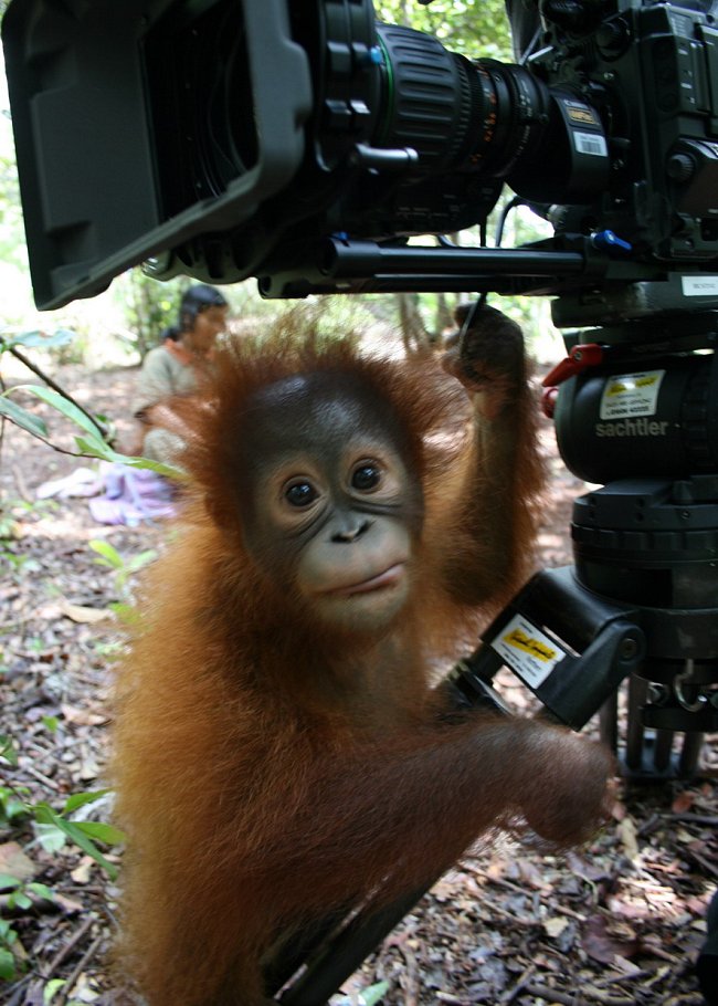 Mládě orangutana v záchranném centru 