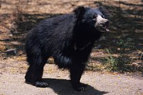 Medvěd pyskatý (Melursus ursinus) žije v Indii a na Srí Lance.