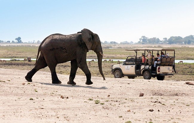Sloni jsou největší chloubou Národního parku Chobe.