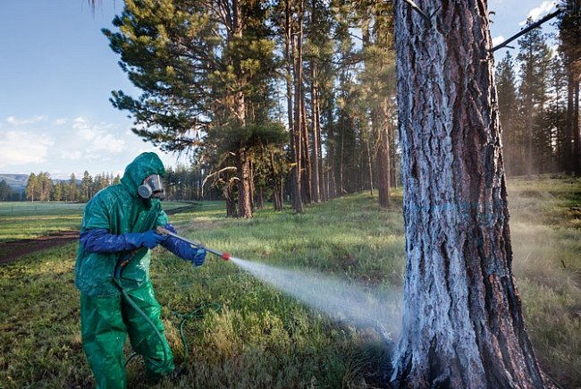 Do boje se škůdcem jsou nasazovány i insekticidy.