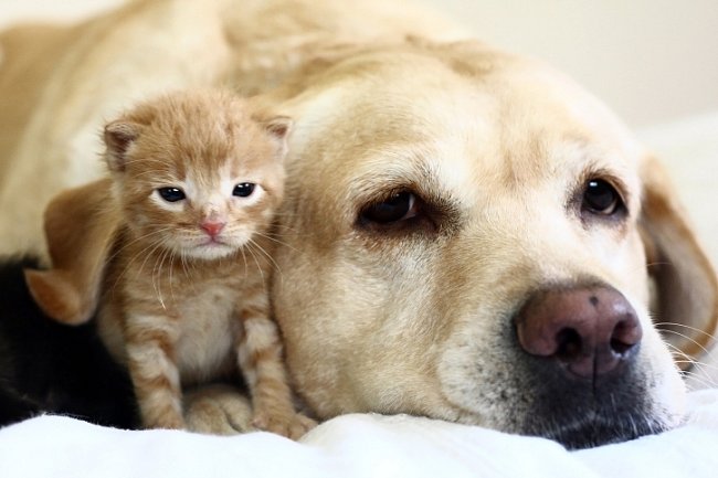 kitten with dog