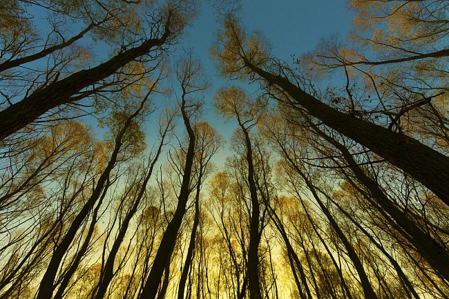 Velké a staré stromy jsou klíčové pro fungování okolního ekosystému, a tím i pro životní prostředí Země jako takové.