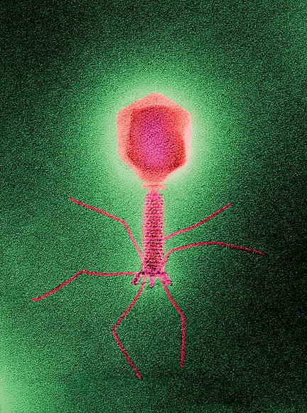 Viry, které infikují bakterie a jimž zkráceně říkáme fágy, jsou nejhojnější formou života na naší planetě. Jejich počet mnohokrát převyšuje počet hvězd ve vesmíru. Na každém z nás jich sídlí biliony. 