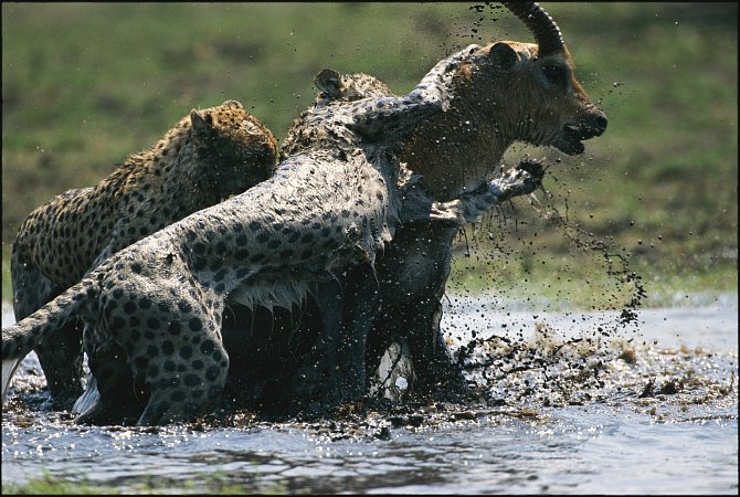 Gepardi útočí