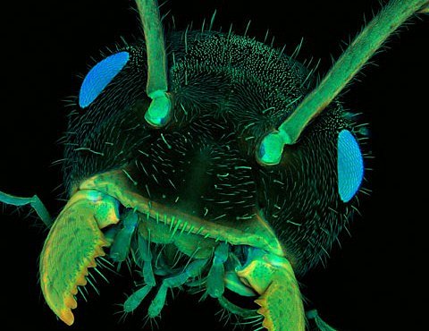 Nejlepší fotografie mikrosvěta: mravenec, rakovina a další
