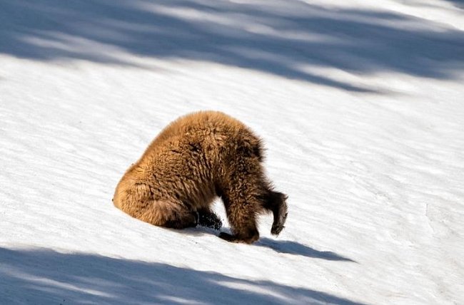Tento grizzly v Yellowstonském národním parku si zřejmě potřeboval zchladit hlavu.