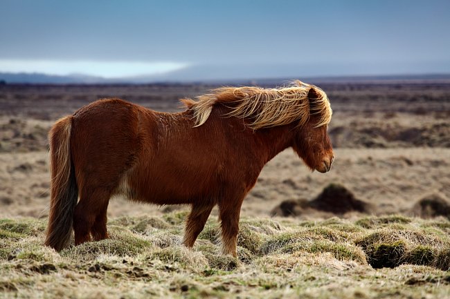 Islandský kůň - originální islandské plemeno