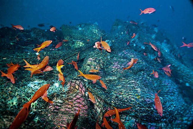 Odhozená vlečná síť zakrývá část podmořské hory El Bajo v mexickém Kalifornském zálivu a ničí korály. Nadměrný rybolov vyčerpal kdysi bohatý ekosystém na této podmořské hoře i na dalších podobných hor