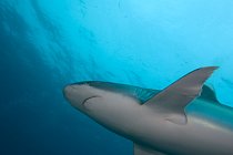Až 1 milion žraloků umírá každý rok - mnoho druhů je tak na vymření.