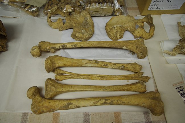 Kosterní pozůstatky jedince ženského pohlaví z archeologického naleziště u silničního obchvatu Kolína, kde byly nalezeny desítky pozůstatků pravěkých sídlišť a pohřebišť.