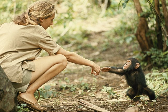 Fotografie zachycuje jeden z jímavých momentů zachycujících vztah mezi lidmi a zvířaty - primatoložka a světově uznávaná ochránkyně přírody Jane Goodallová s mladým šimpanzem Flintem.  