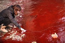 Novinářka si odebírá vzorek znečištěné vody z řeky Jianhe  ve městě Luoyang (v provincii Henan). Podle místních médií byly zdrojem znečištění dvě ilegální chemické továrny, které vypouštěly  odpadní l