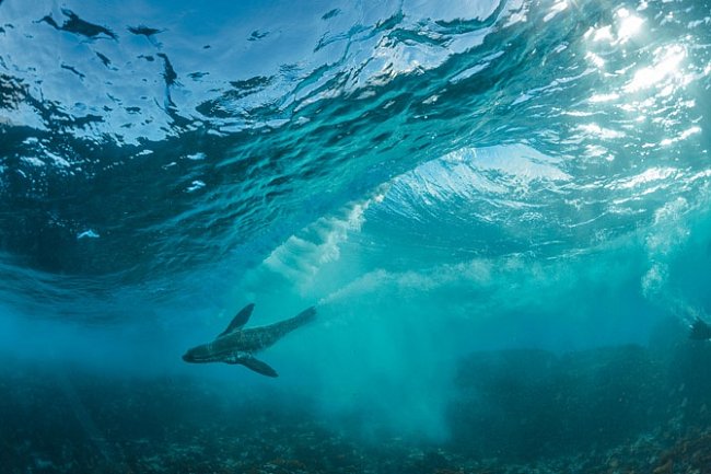 Lachtan jihoafrický surfuje na vlnách Atlantiku nedaleko Kapského Města. V zájmu ochrany mořského života v pobřežních vodách zde byla v roce 2004 vyhlášena chráněná mořská oblast. V Jižní Africe je jich celkem 23.