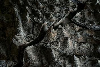 Snímek zachycuje část kostěného krunýře pozoruhodně úplné zkameněliny ankylosaura pojmenovaného Borealopelta markmitchelli; světlejší proužky představují ohebnější tkáň mezi tuhými částmi krunýře tohoto dinosaura.