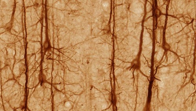 Buňky kůže se dají proměnit na neurony