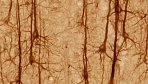 Buňky kůže se dají proměnit na neurony