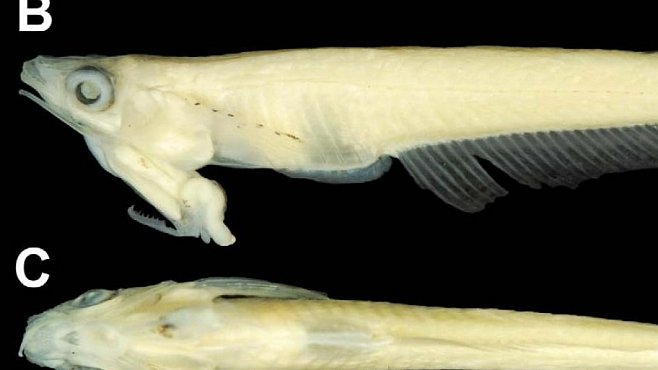Ryba s penisem na hlavě zaskočila biology. Představuje evoluční záhadu