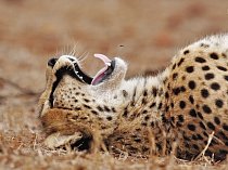 Původně gepardi žili v Africe, Arabském poloostrově, Blízkém východě a Indii. V současnosti se vyskytují ve střední, západní a jižní Africe.