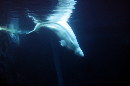Velryba Beluga je známá jako Bílá velryba.