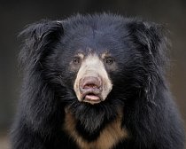 Medvěd pyskatý dříve žil na větším území, ale byl masivně loven, protože byl považován za škodnou.