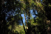 Stromové kapradiny na mexicko-guatemalské hranici