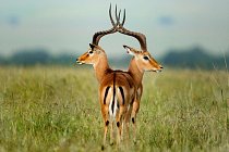 Dvě gazely, které splynuly v jednu, z keňské rezervace Masaai Mara.