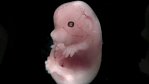 VIDEO: Sedm dní myšího embrya. Z buňky ke zvířeti