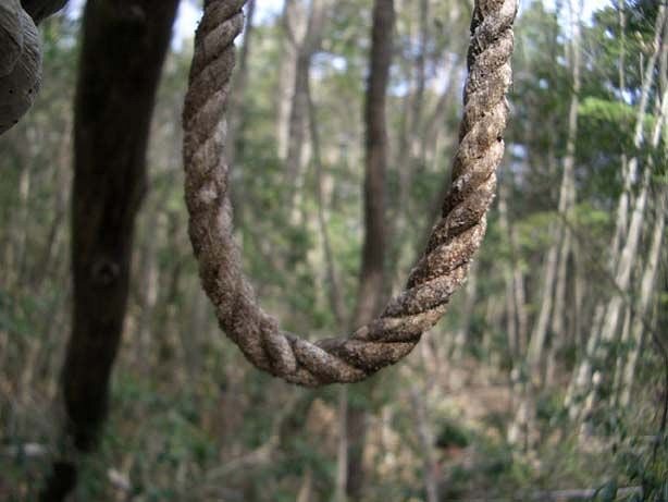 Les je plný smyček - oběšení je zde nejčastějším způsobem, jak ukončit život. 