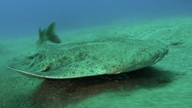 Polorejnok křídlatý (Squatina squatina ) je paryba velká až 1,5 metru. Jde o žraloka, který se nezvykle podobá rejnokovi.