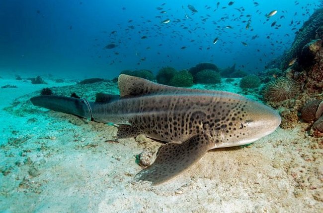 Al-Dimaníjat, Omán: Žralok zebrovaný