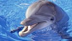 Mají mít velryby a delfíni lidská práva? Vědci to navrhují