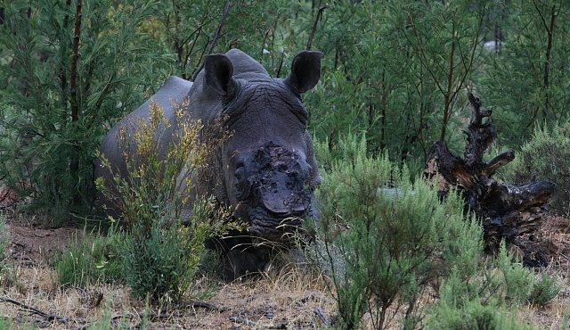 OBRAZEM: Masakr nosorožců. Proč pytláci útočí právě na ně?