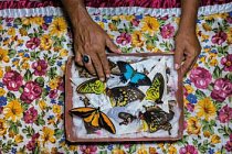 Lovec motýlů na indonéském ostrově Bacan třídí své úlovky, které bude prodávat na Bali. Odtamtud budou motýli putovat přes Asii ke sběratelům na celém světě.
