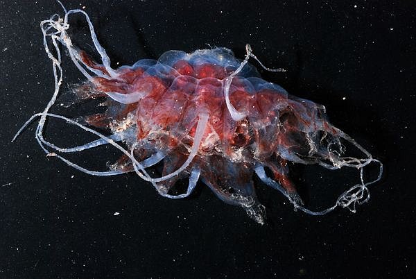 Hlubinná medúza Atolla je v temné vodě prakticky neviditelná.