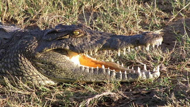 Krokodýl se často tváří jakoby spal, ale dokáže zrychlit více než Usain Bolt.