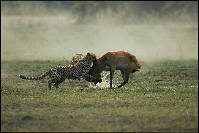 Útok na antilopu