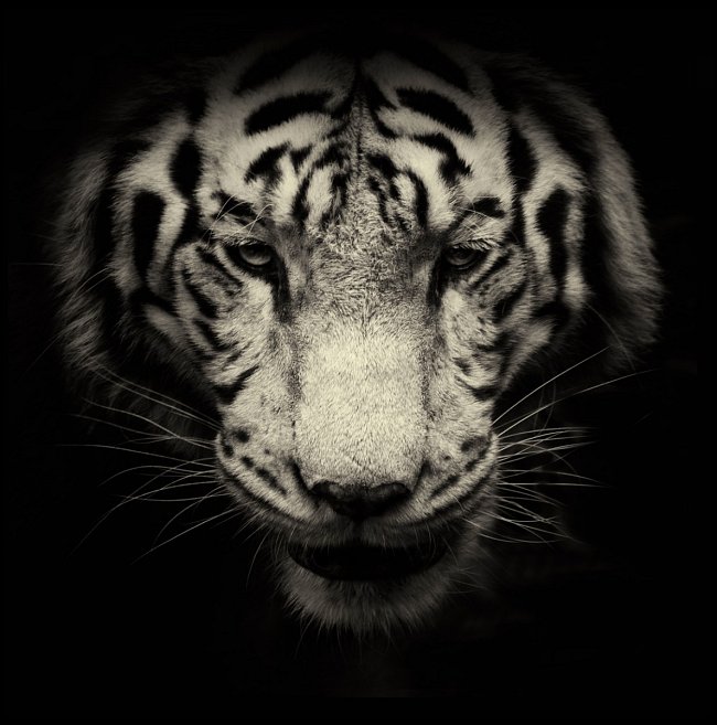 Řev tygra indického je možné slyšet až na vzdálenost 3 kilometrů. Bílé zbarvení je recesivní mutace, která byla v přírodě zdokumentována jen u indických tygrů.