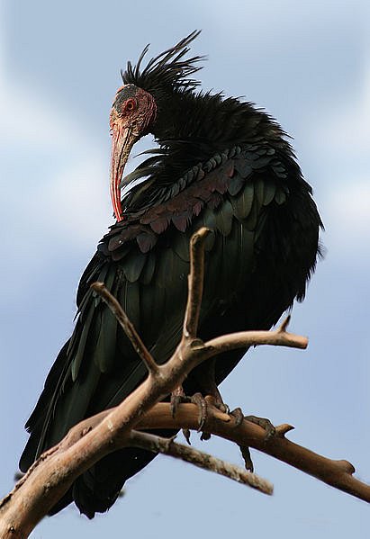 Ibis skalní (Geronticus eremita) dříve obýval Střední východ, sever Afriky a jih Evropy, podle fosilií zde navíc žil již před 1,8 miliony lety. Z Evropy byl zcela vyhuben zhruba před 300 lety. Dnes ži